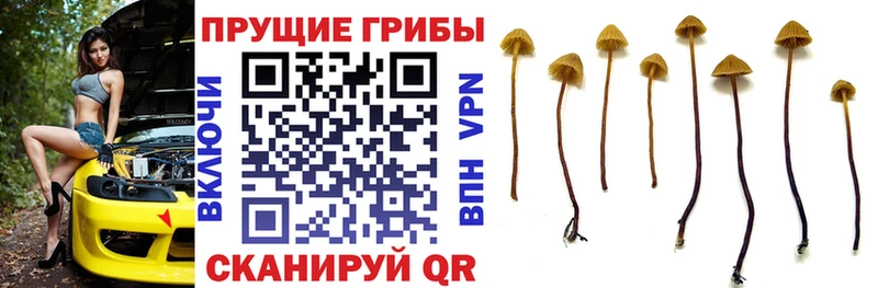 Галлюциногенные грибы ЛСД  Нюрба 